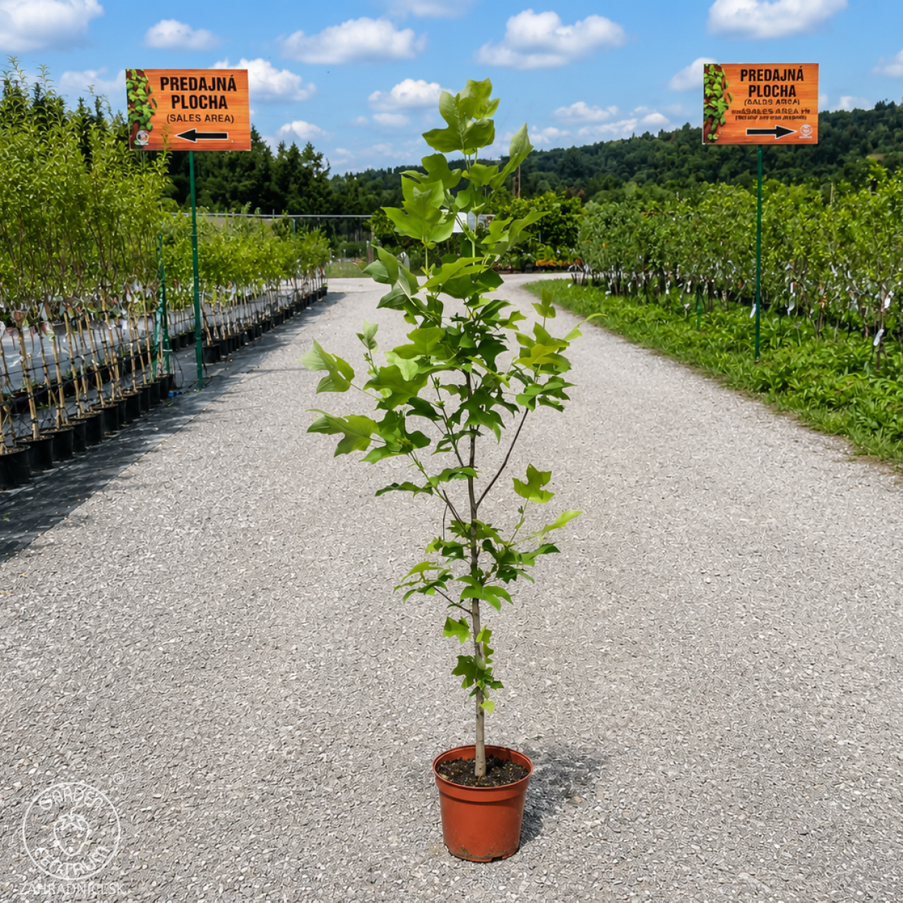 Obrázok Ľaliovník tulipánokvetý (Liriodendron tulipifera) ´TULIPANOVEC´ - výška 130-150 cm, kont. C5L